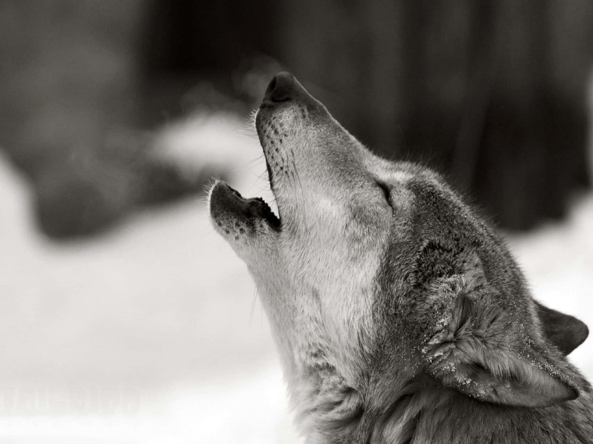 wolf pictures in the wild howling