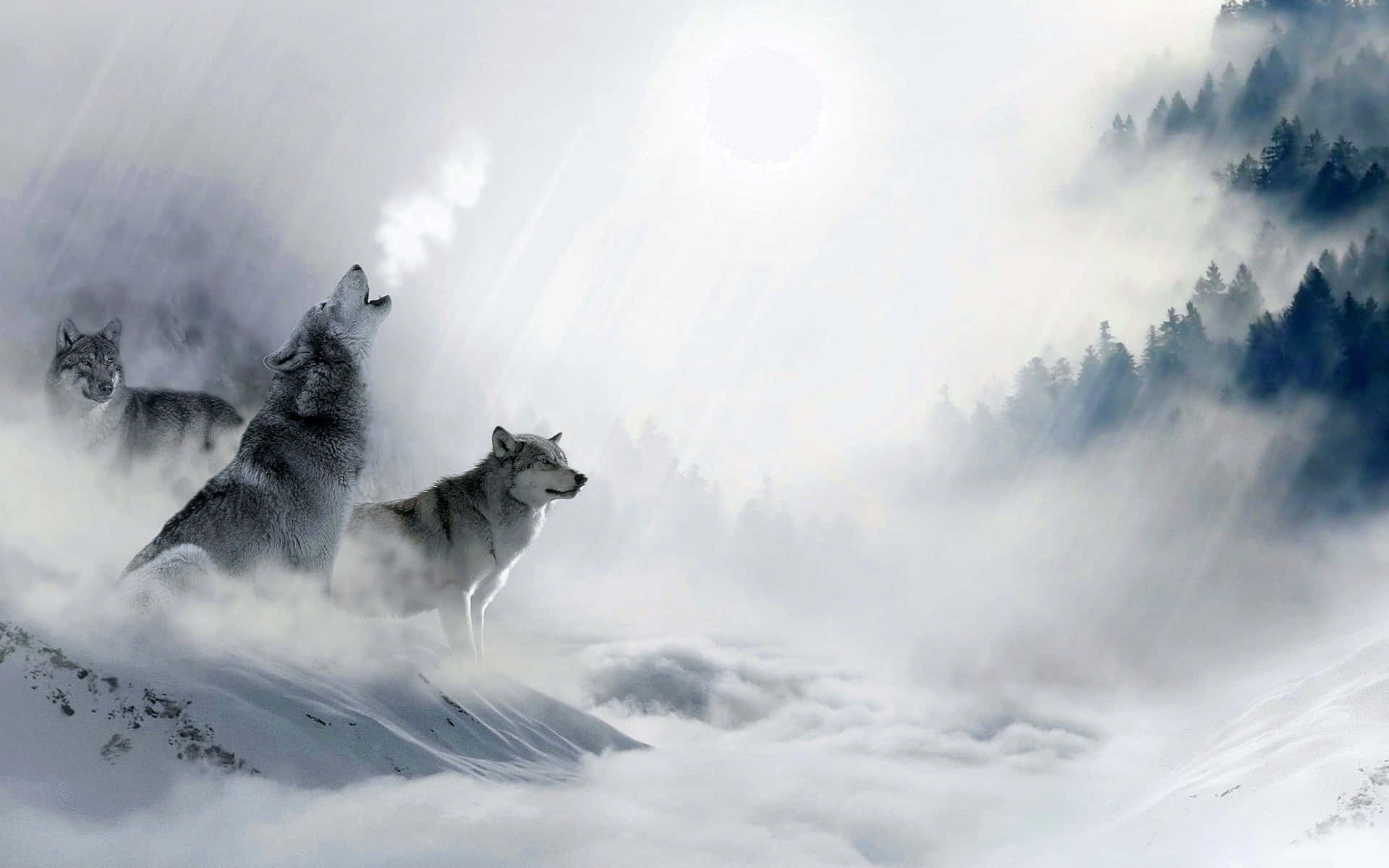Einheulender Wolf Bei Einbruch Der Dunkelheit