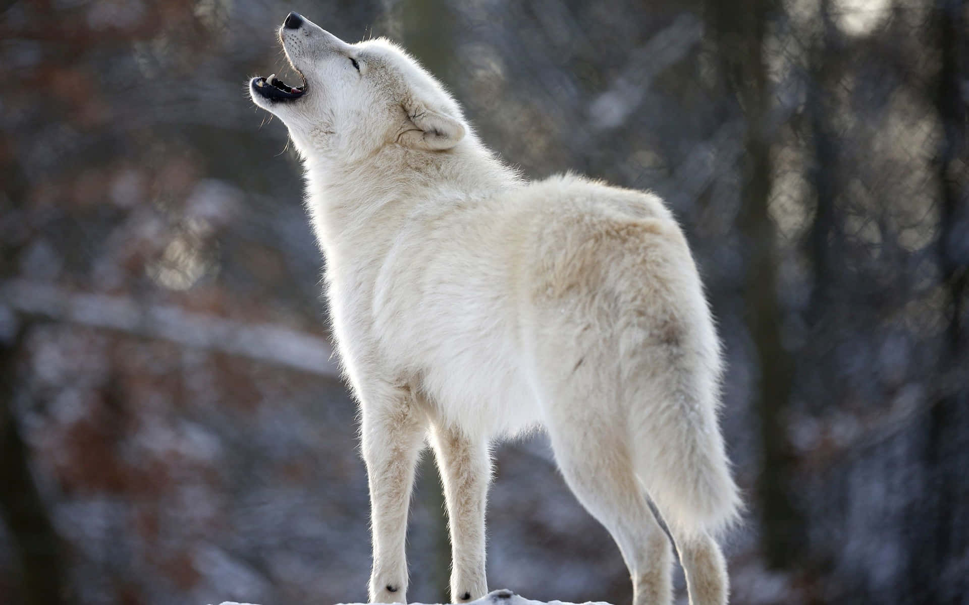 A Majestic Howling Wolf Pictured in the Wild