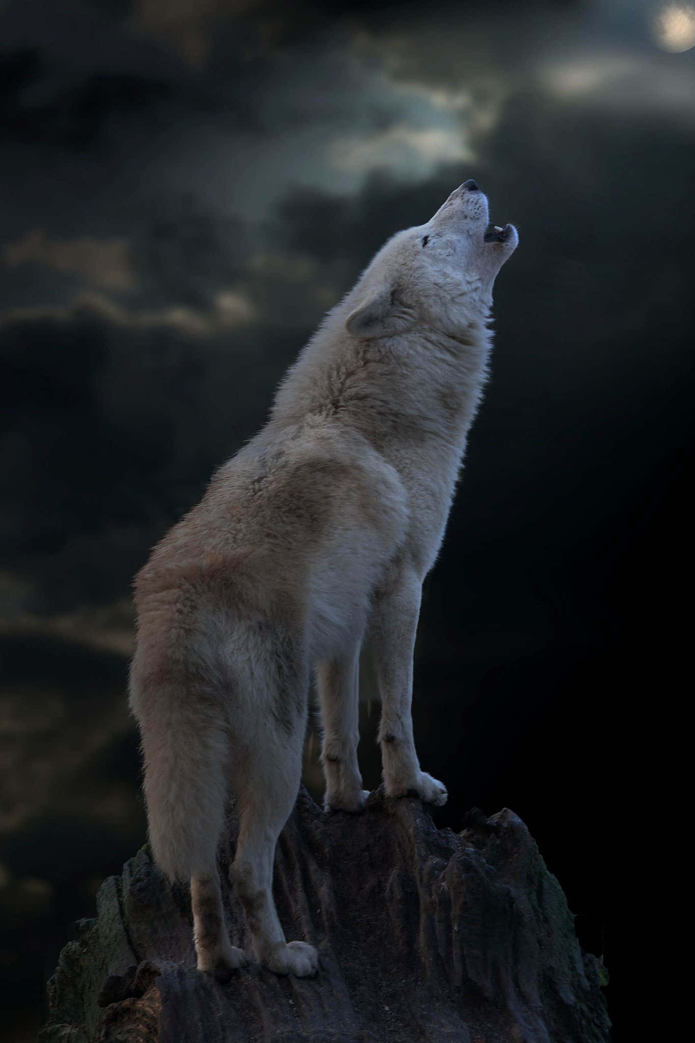 "Artistic rendering of a howling wolf in a night sky"