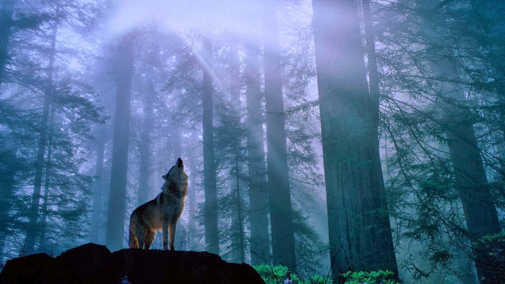 Einheulender Wolf Vor Einem Sternenklaren Nachthimmel.
