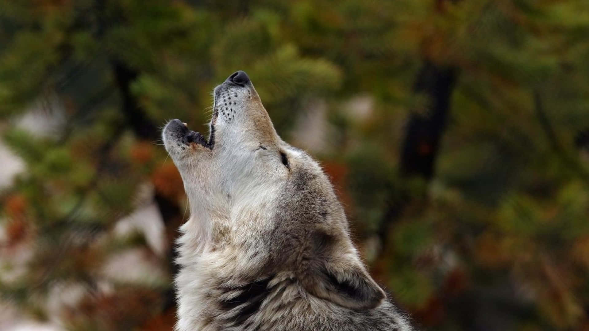 A Majestic Howling Wolf