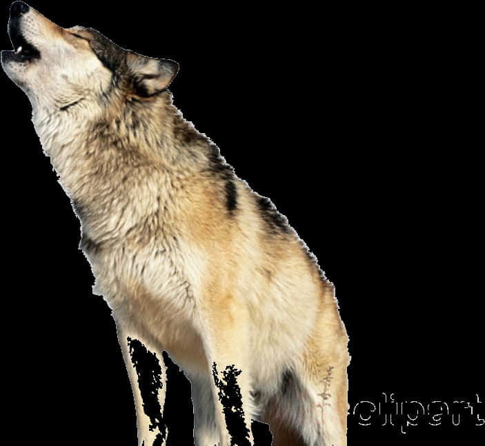 Howling Wolf Transparent Background PNG