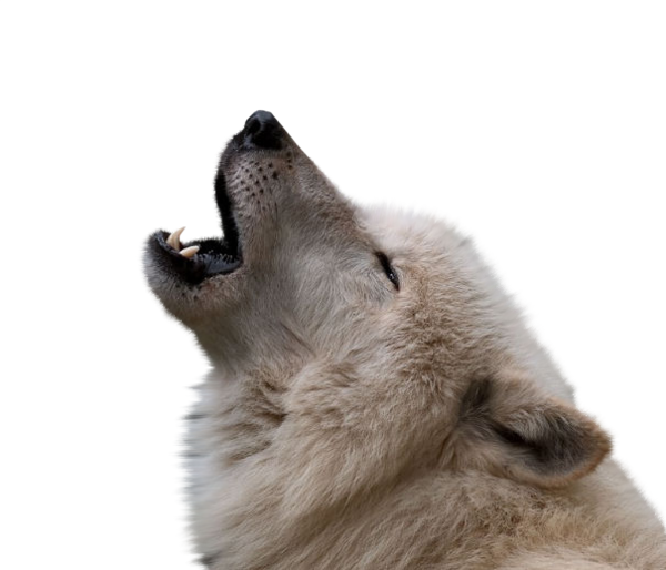 Howling_ Wolf_ Profile PNG