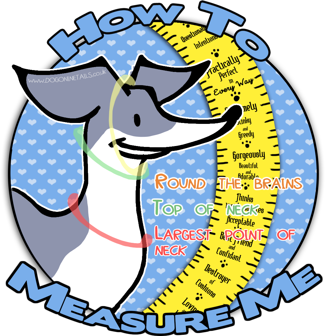 Howto Measure Dog Sizeand Qualities Infographic PNG