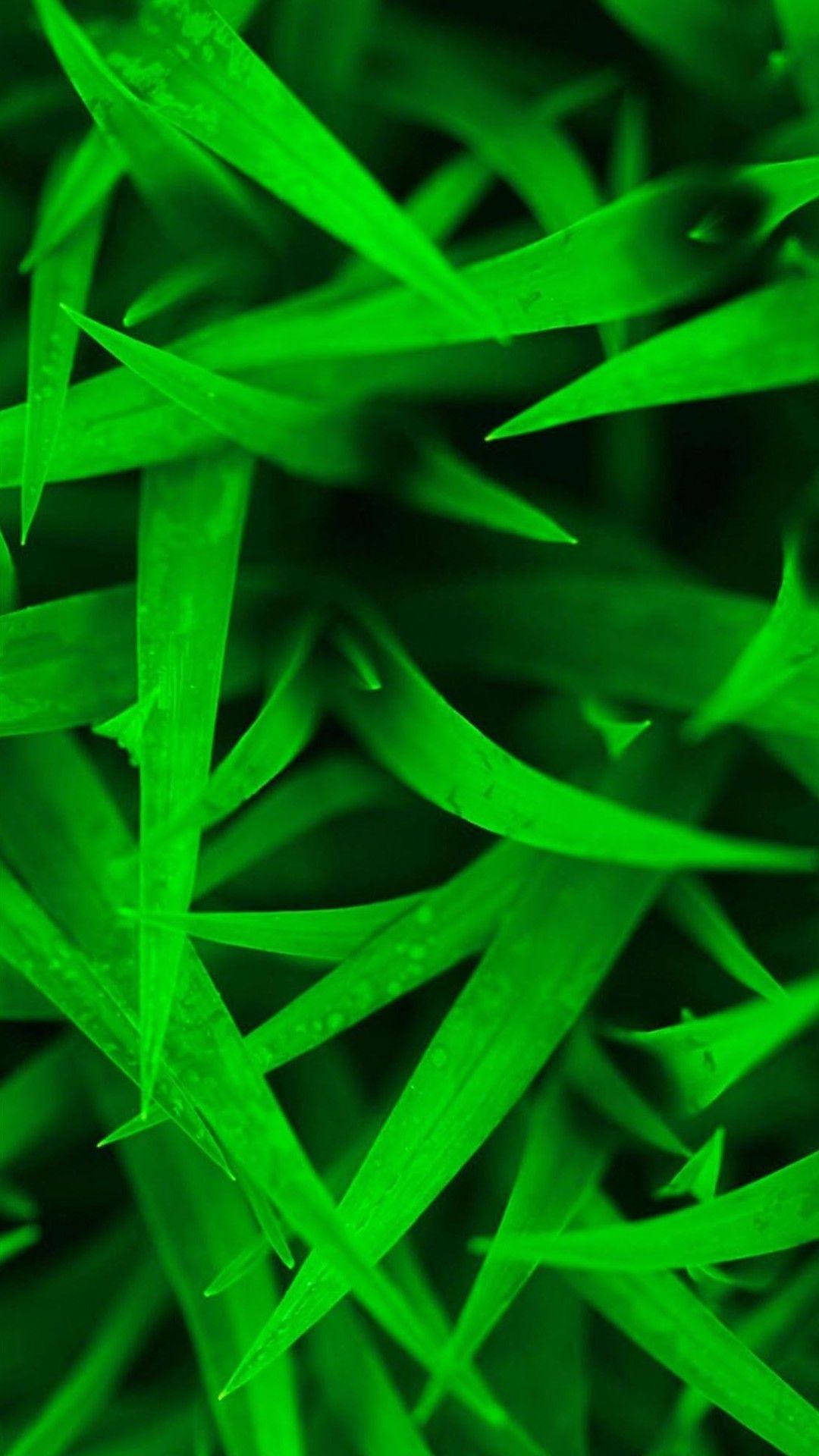 Htc Sharp Green Grass