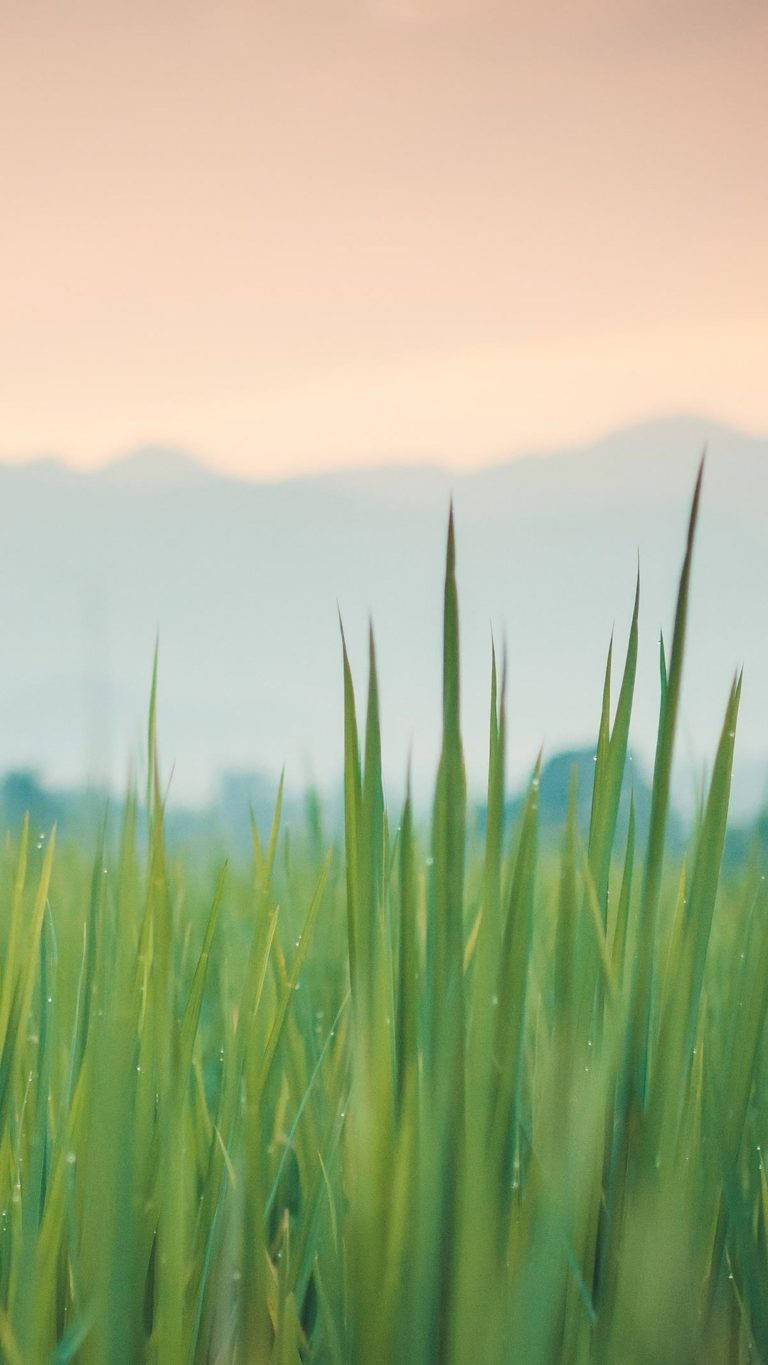 Huawei Honor Green Grass Papel de Parede