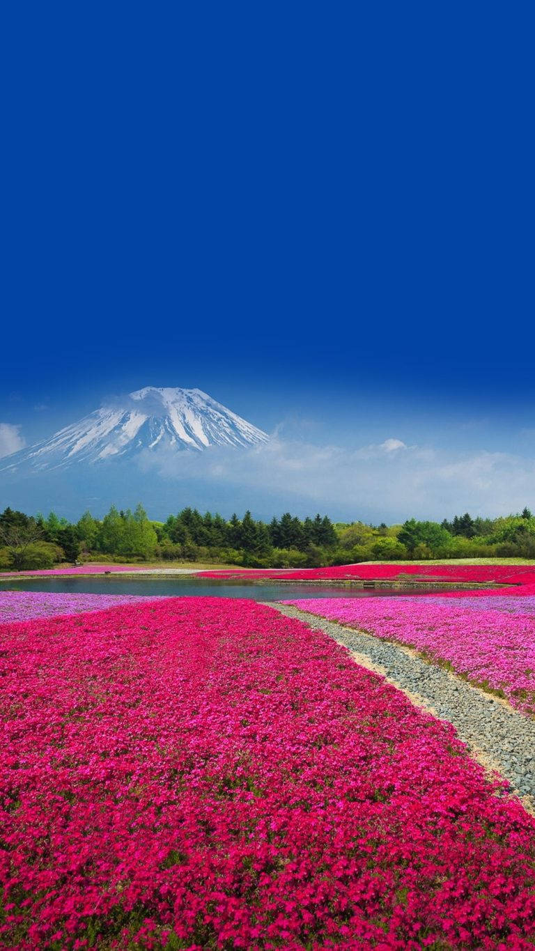Huawei Honor Mount Fuji Wallpaper
