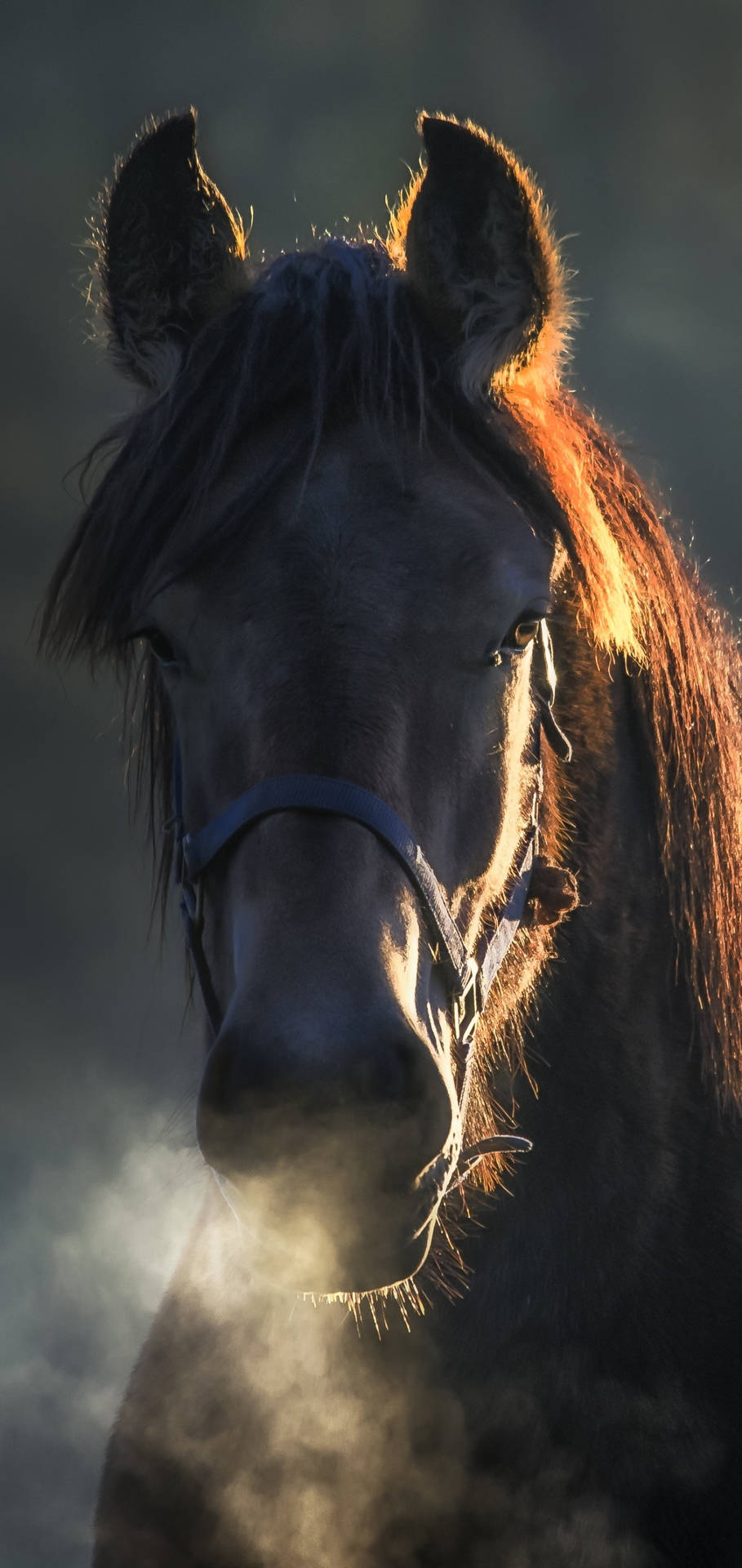 Huffing Horse Iphone Wallpaper