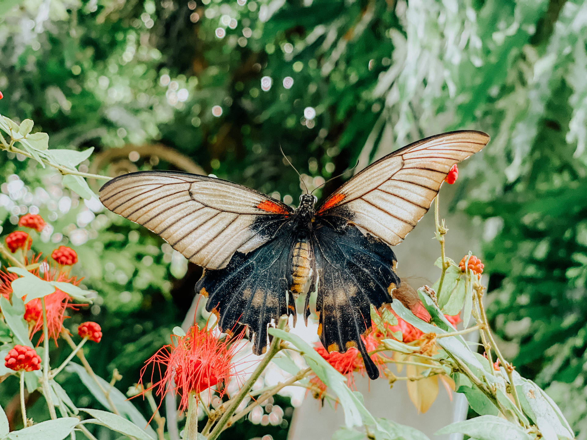 Huge Aesthetic Butterfly