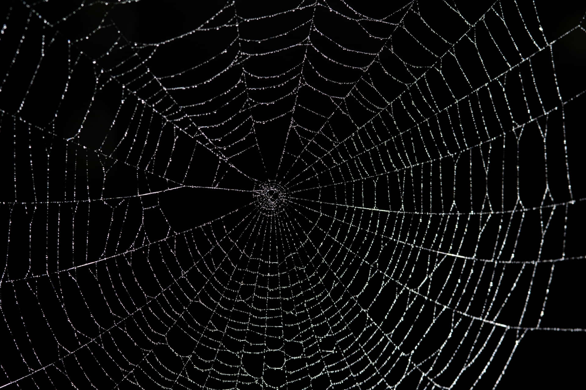 Caption: Spooky Black Spider Web Background