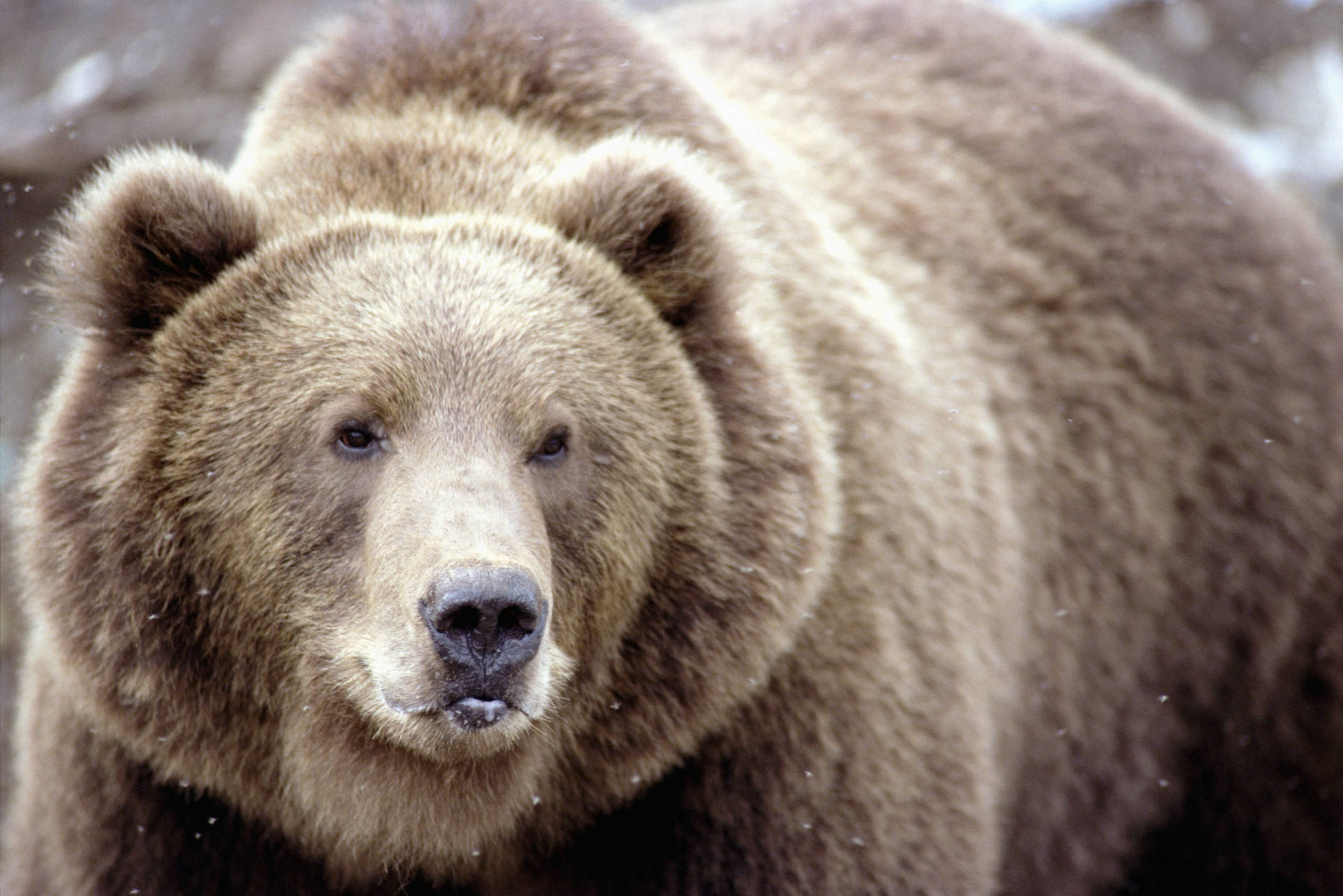 Huge Brown Grizzly Bear Background