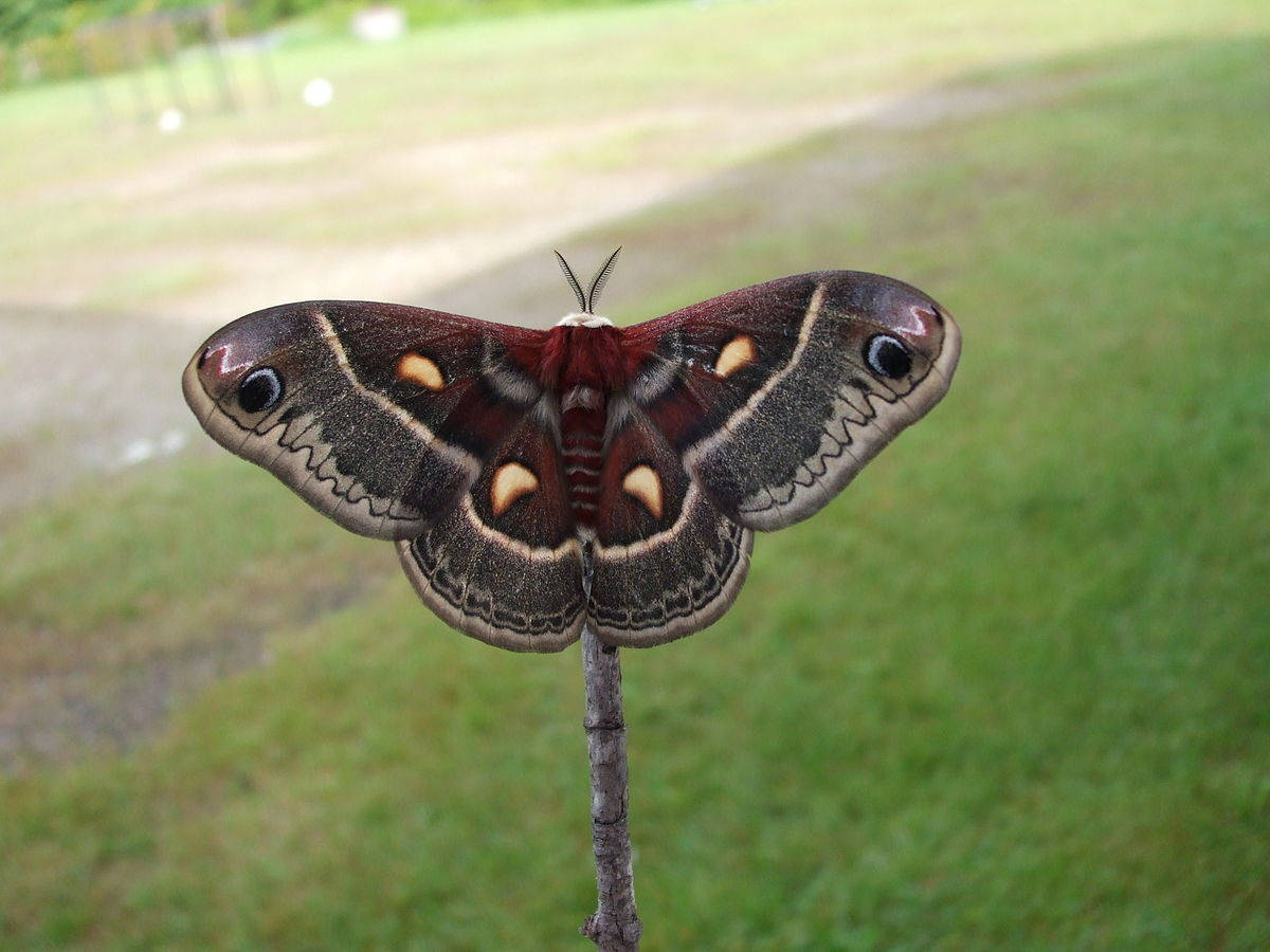 Gigantececropia Mariposa De Seda Hermosas Alas Rojizas Fondo de pantalla