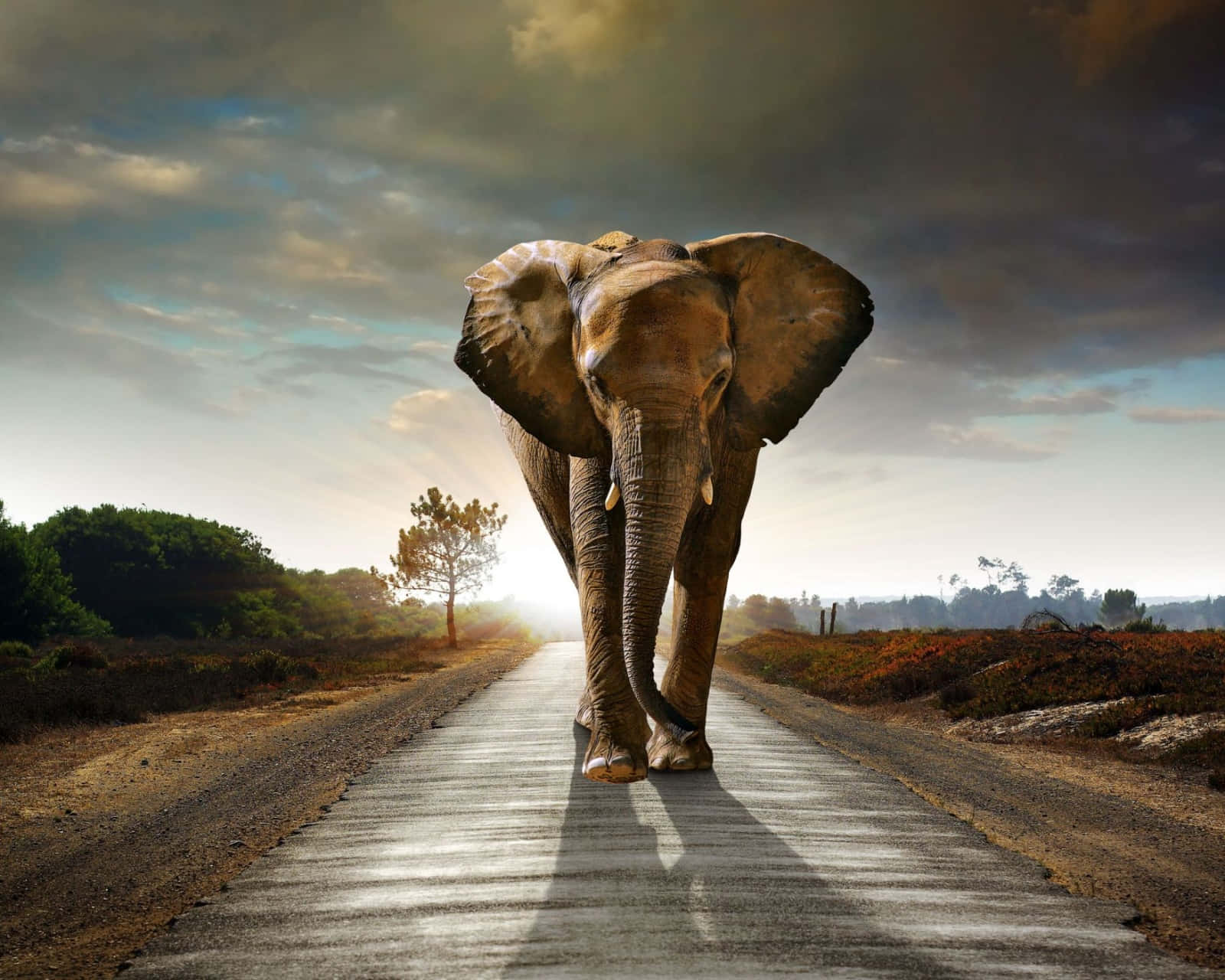 Riesigerelefant Niedliches Tier Überquerung Landschaft Wallpaper