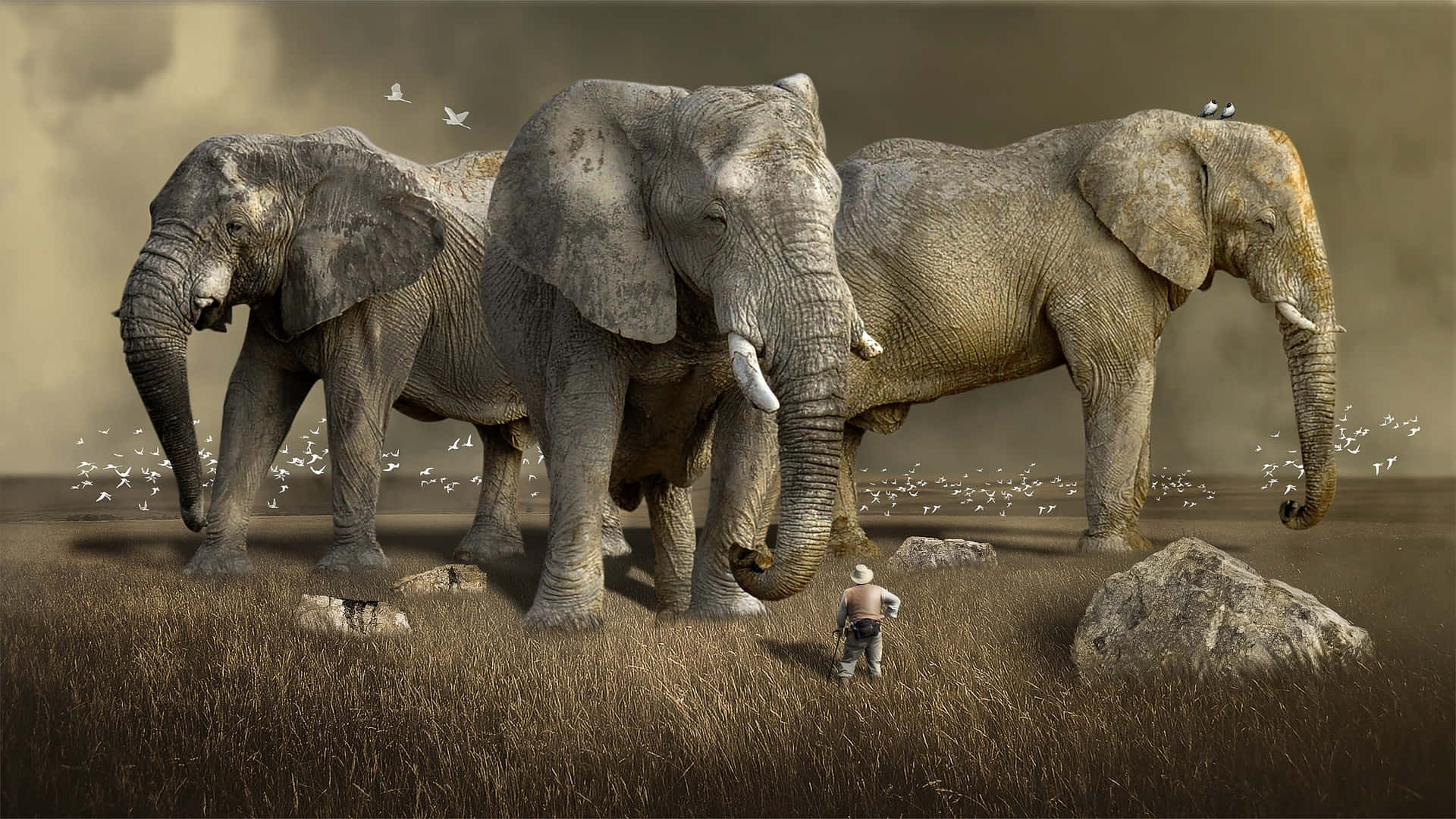 Huge Elephants And Small Man Wallpaper