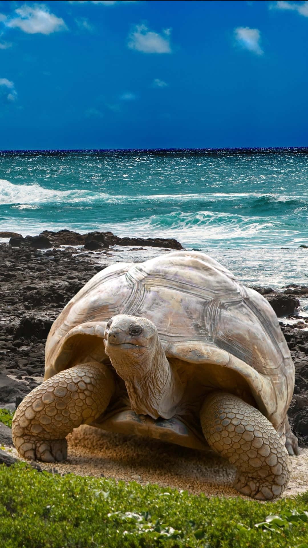 Huge Galapagos Islands Tortoise Near Beach Wallpaper