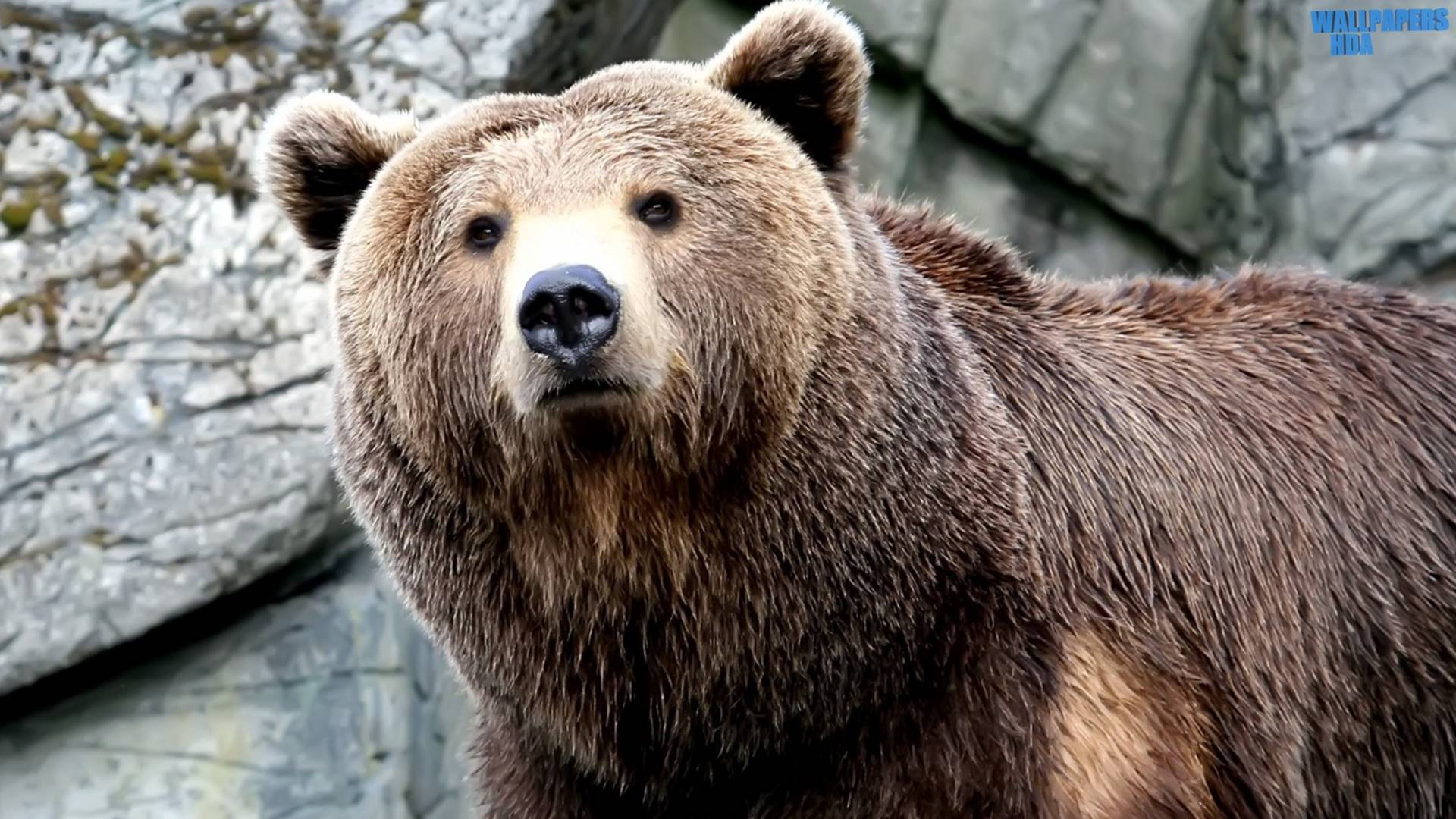 Huge Kodiak Bear