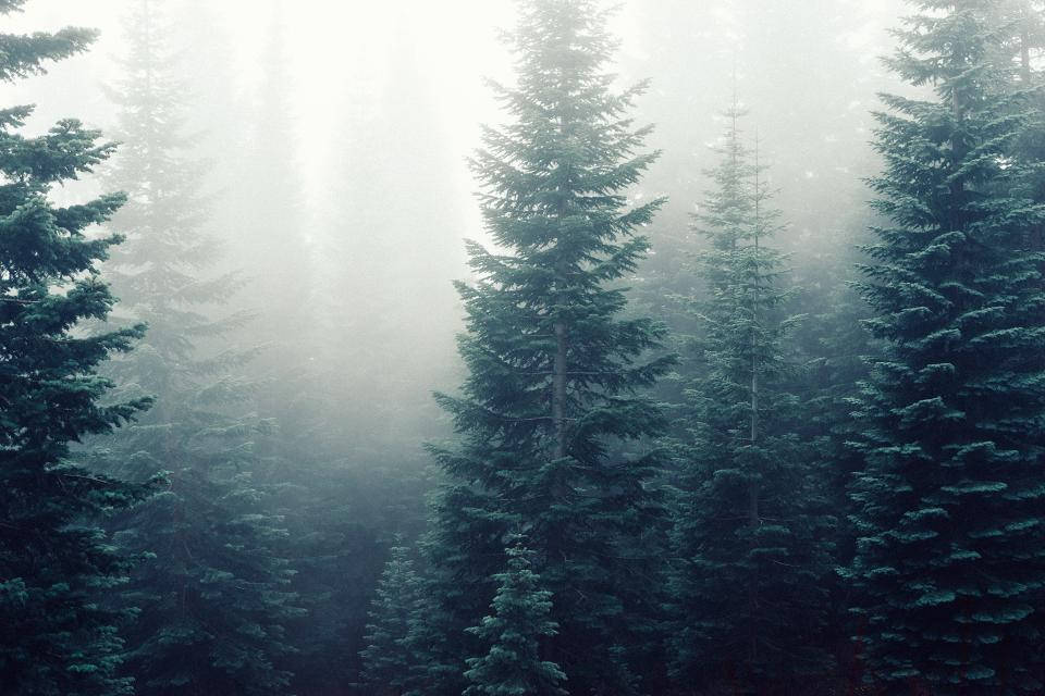 Huge Pine Trees In Foggy Forest Wallpaper