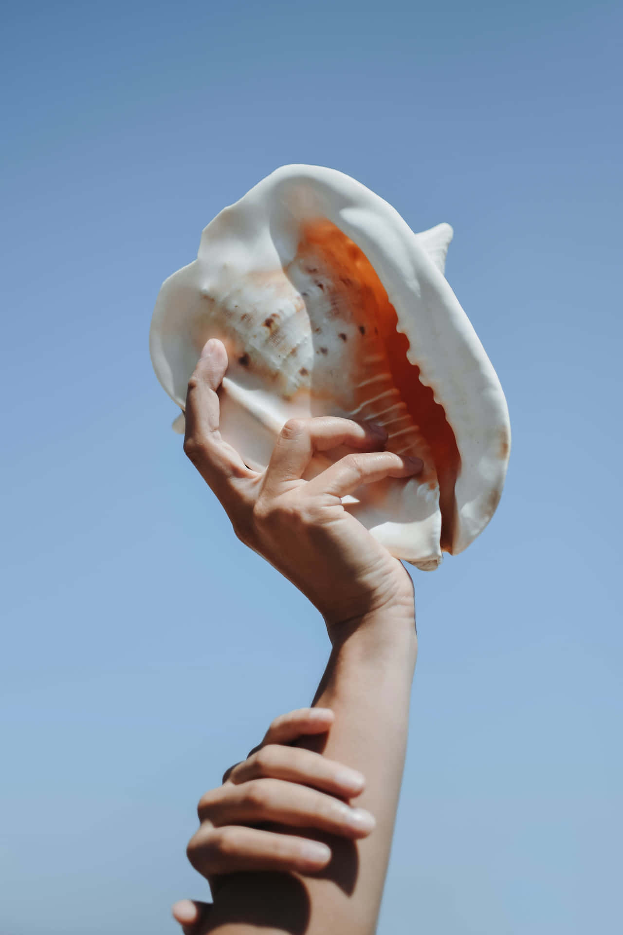 Huge Seashell With Sky View Wallpaper
