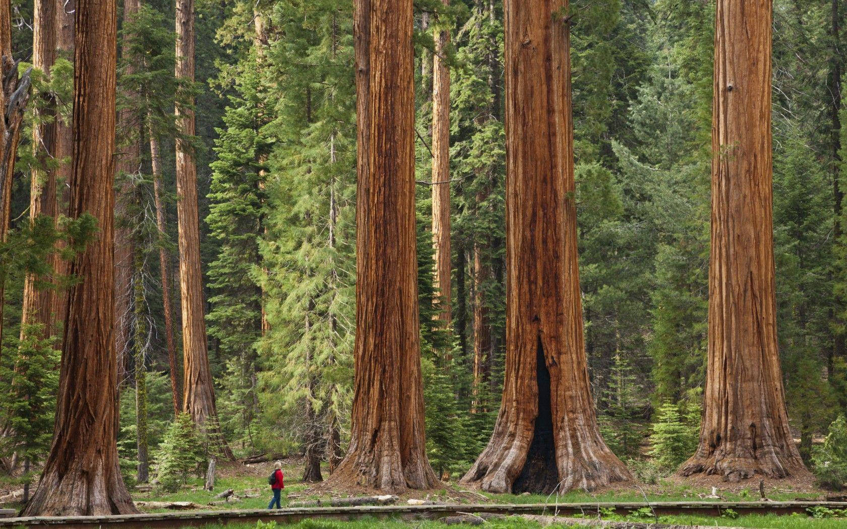 Huge Sequoia National Park Trees Wallpaper