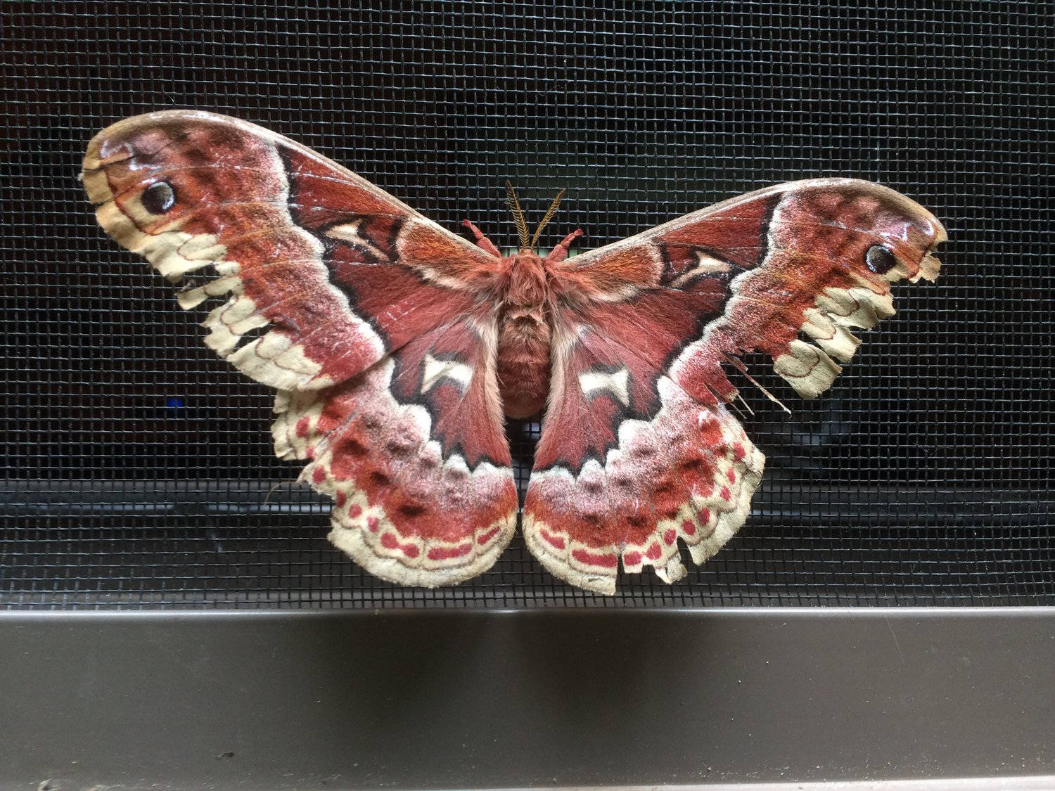 Enormey Llamativa Mariposa Seda De Promethea En Indiana. Fondo de pantalla