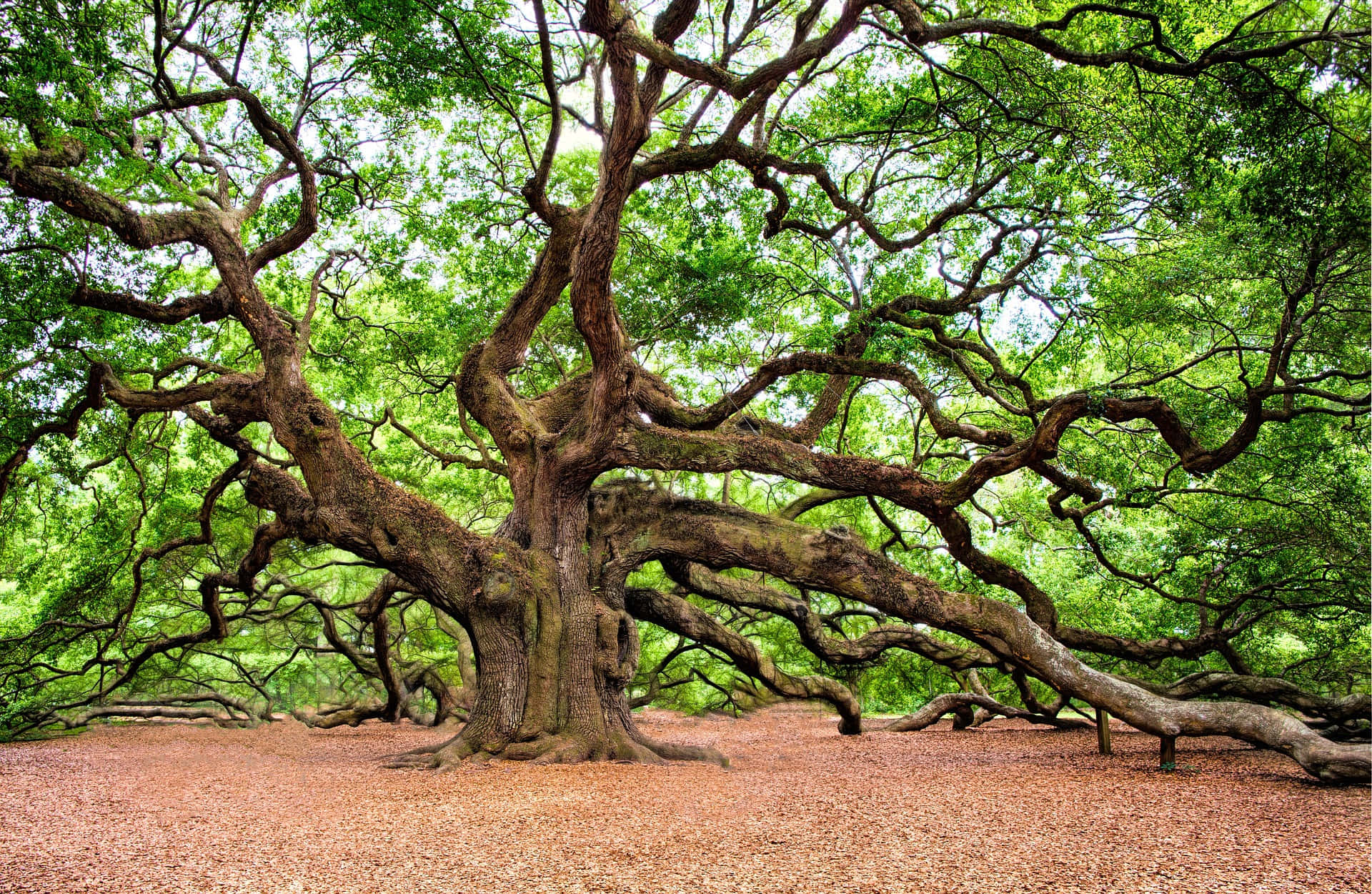 Huge Tree Branches Wallpaper