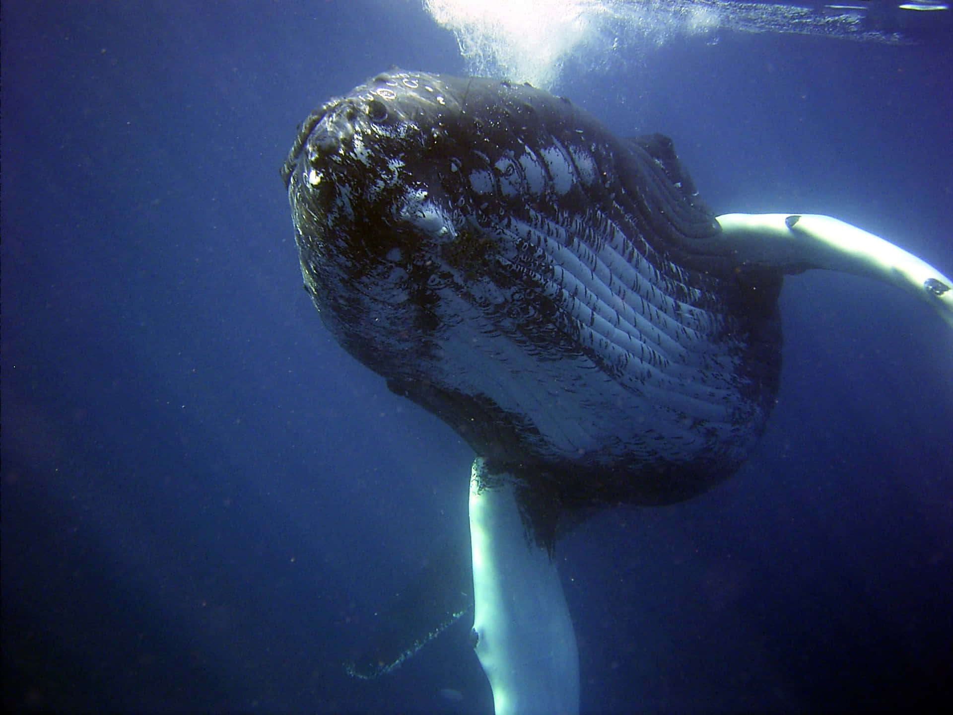 Huge Whale Underwater Wallpaper