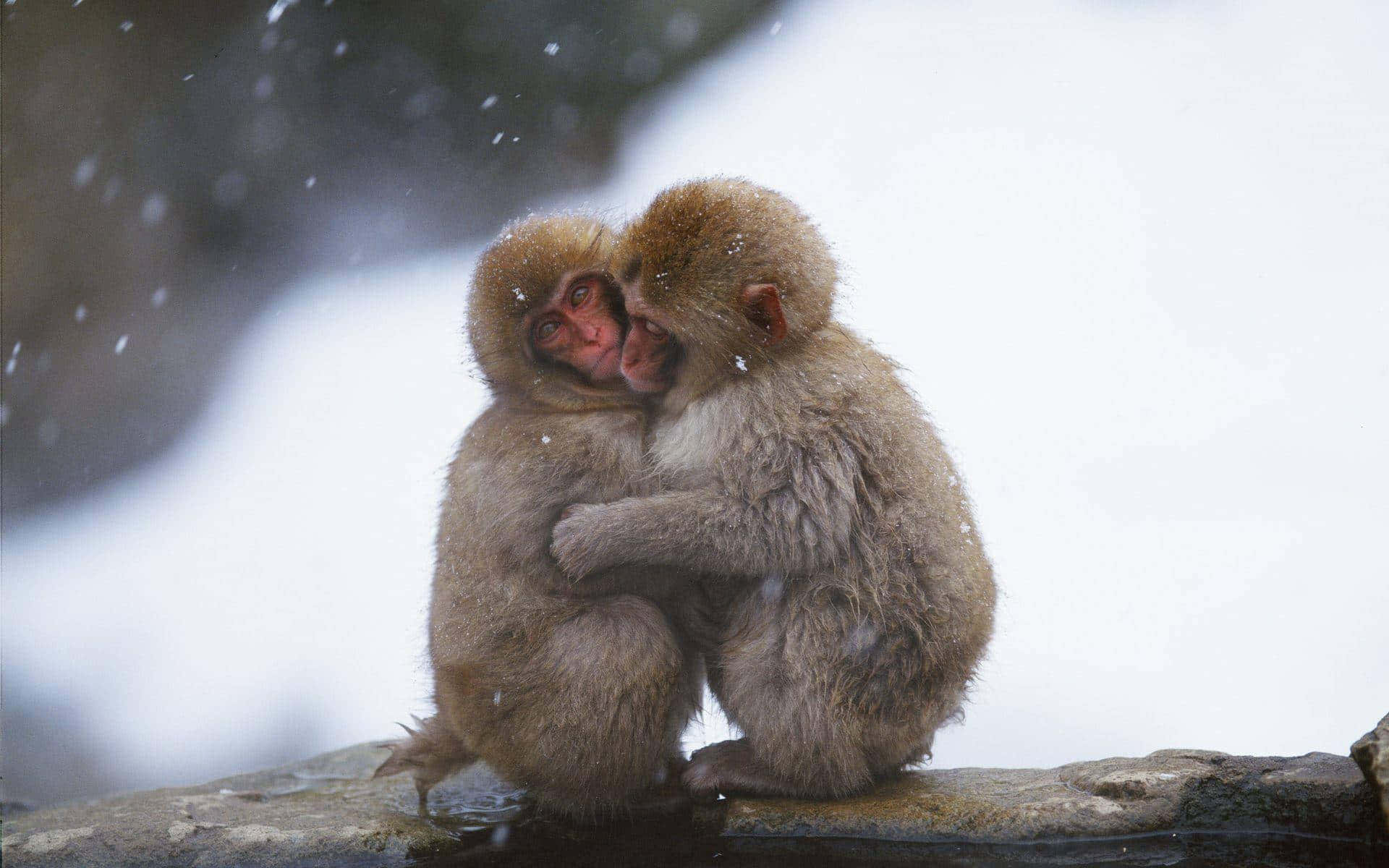 Hugging Cute Monkey Photo Wallpaper