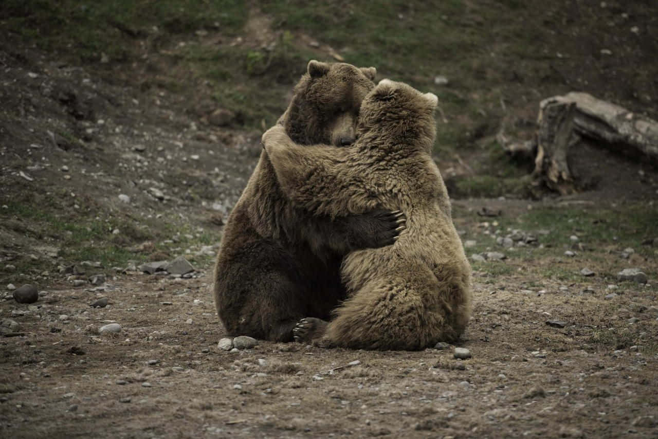 Two Brown Bears Hugging In The Dirt