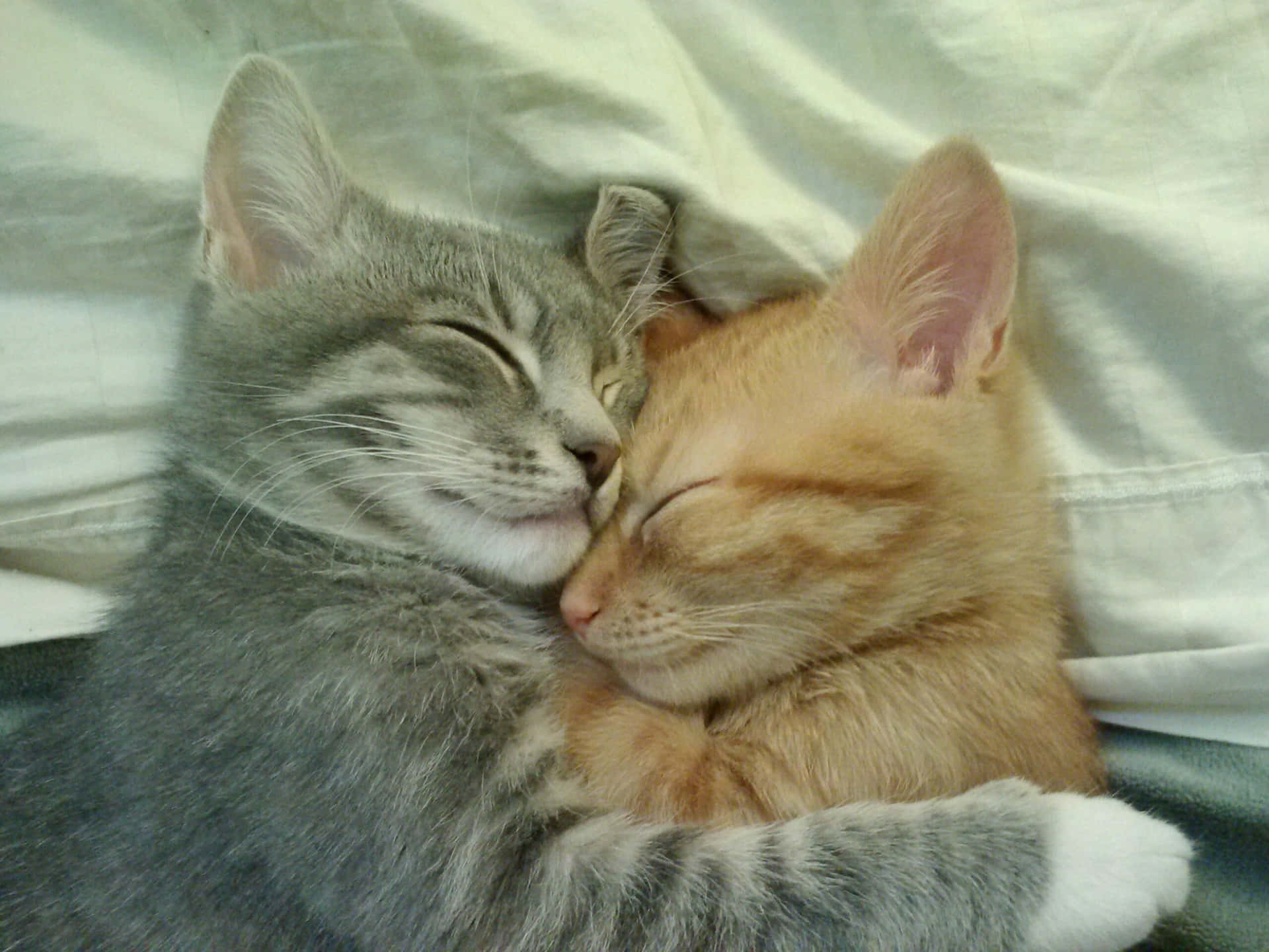 Two Kittens Cuddling On A Bed
