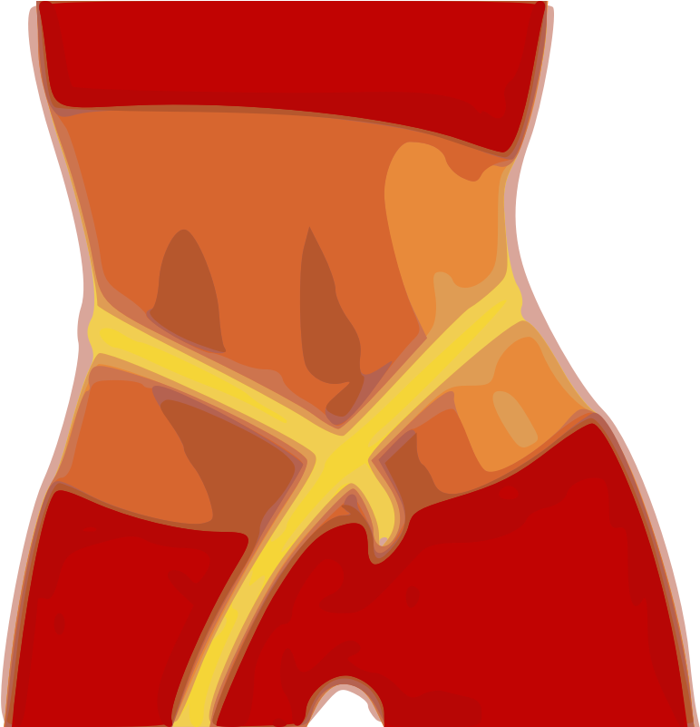 Human Abdominal Anatomy Illustration PNG