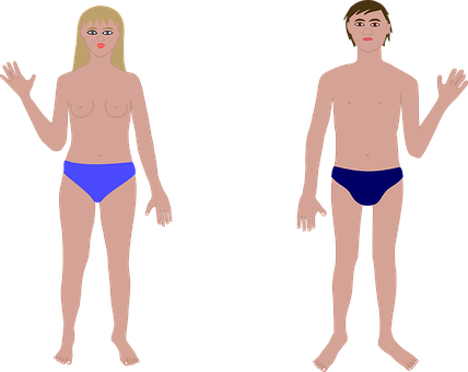 Human Anatomy Basic Maleand Female Figures PNG