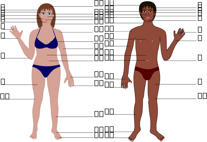 Human Anatomy Comparison Chart PNG