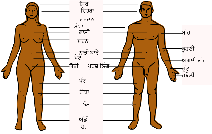 Human Anatomy Comparison Punjabi English Labels PNG
