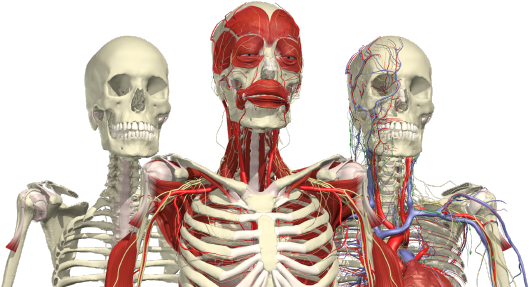 Human Anatomy Comparison PNG