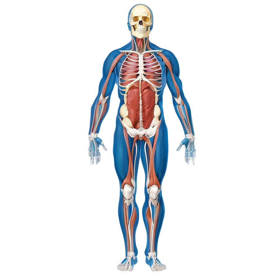 Download Human Anatomy Diagram Png Emm69 | Wallpapers.com