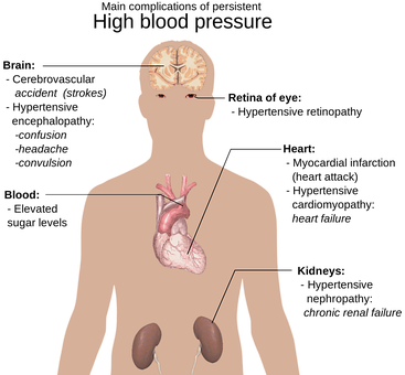 Human Anatomy Illustration PNG
