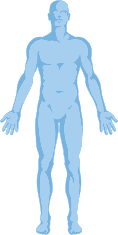 Human Anatomy Outline PNG