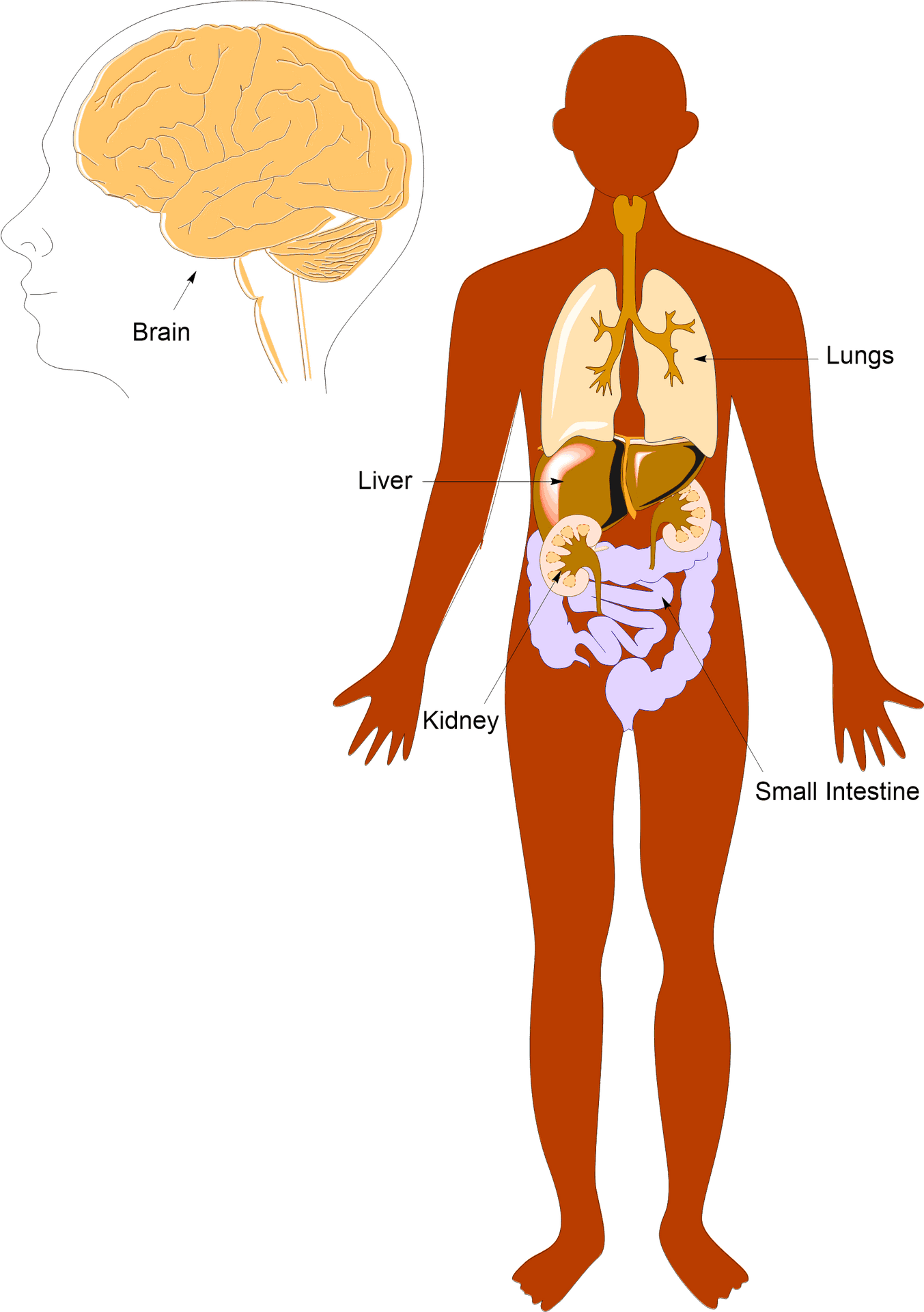 Human Anatomy Overview Illustration PNG