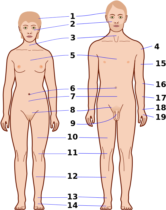 Human Anatomy Reference Points PNG