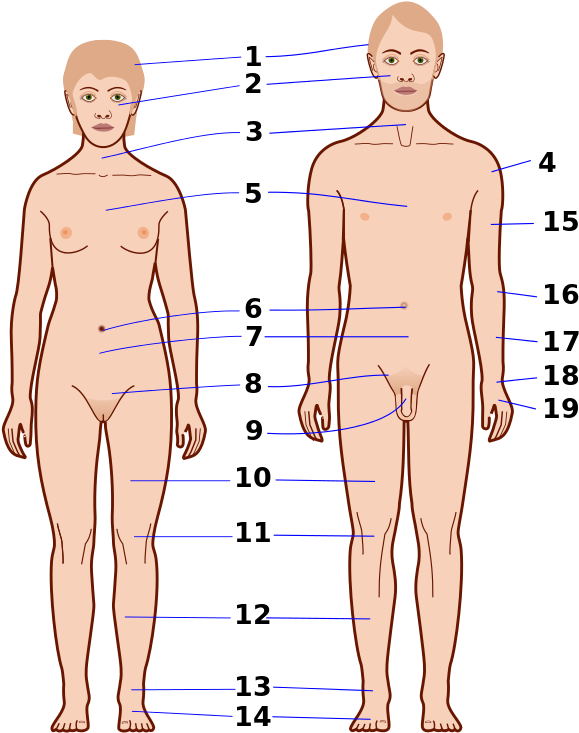 Human Anatomy Reference Points PNG — Illustrated human anatomy chart showing male and female figures with blue lines marking body landmarks.