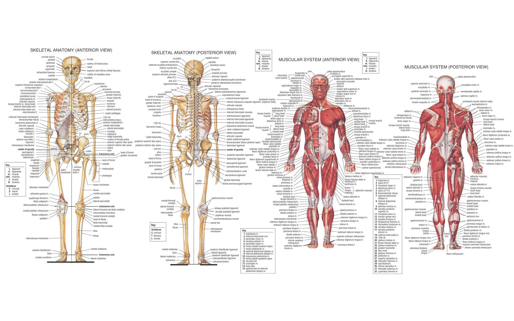 Human Anatomy Skeletaland Muscular Systems Wallpaper
