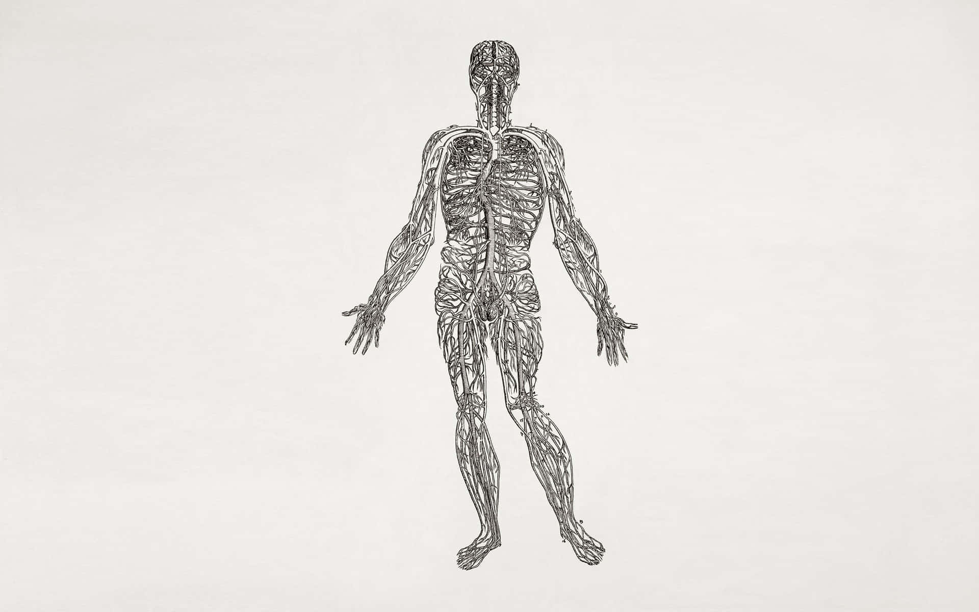 Human Anatomy Sketch Art Wallpaper