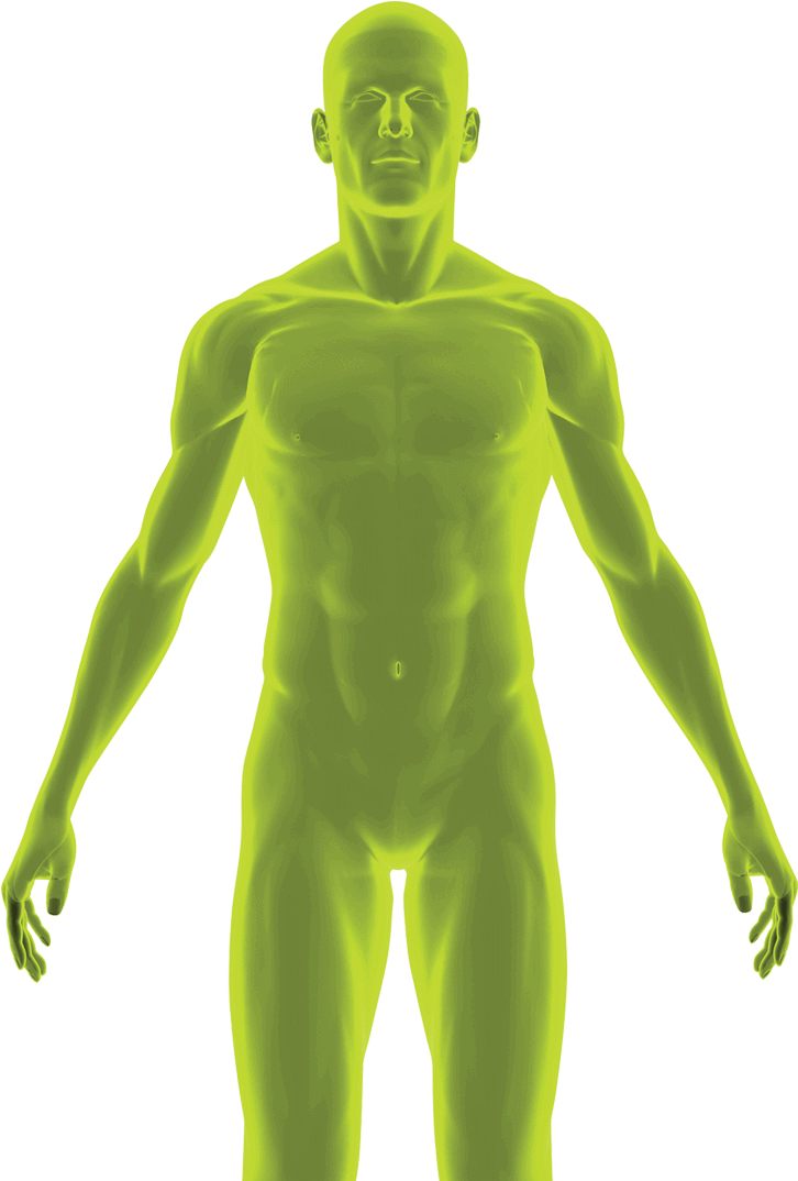 Human Anatomy Transparent Model PNG