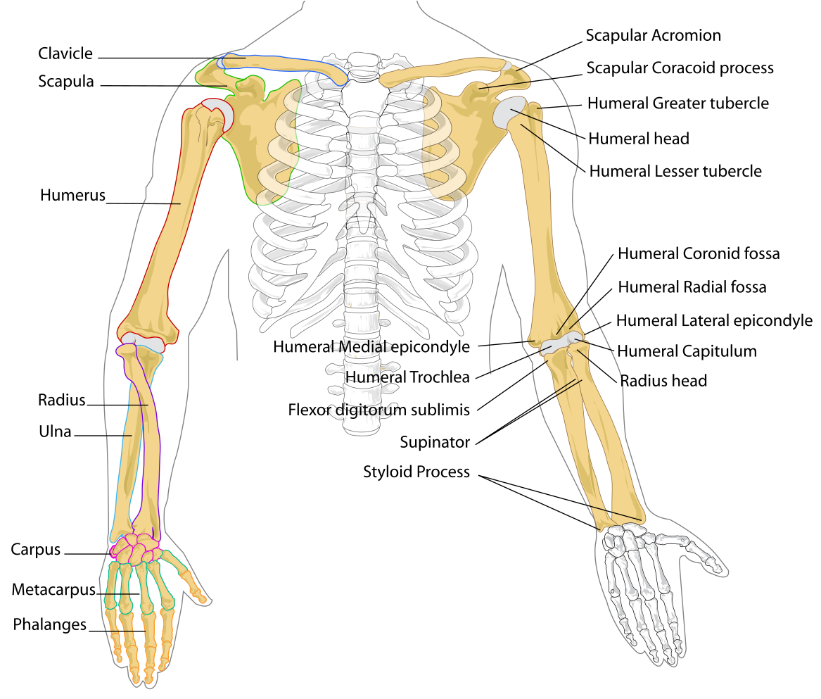 Human Arm Bones Anatomy Illustration PNG