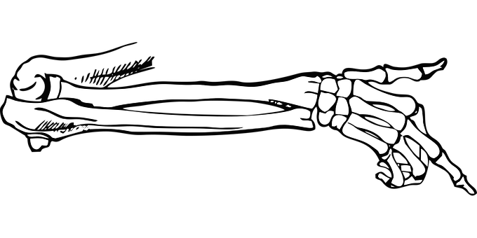 Human Arm Bones Black Background PNG