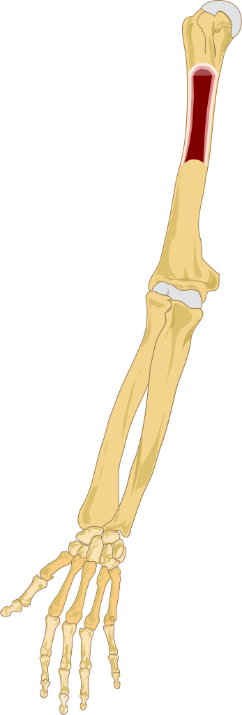 Human Arm Bones Illustration PNG