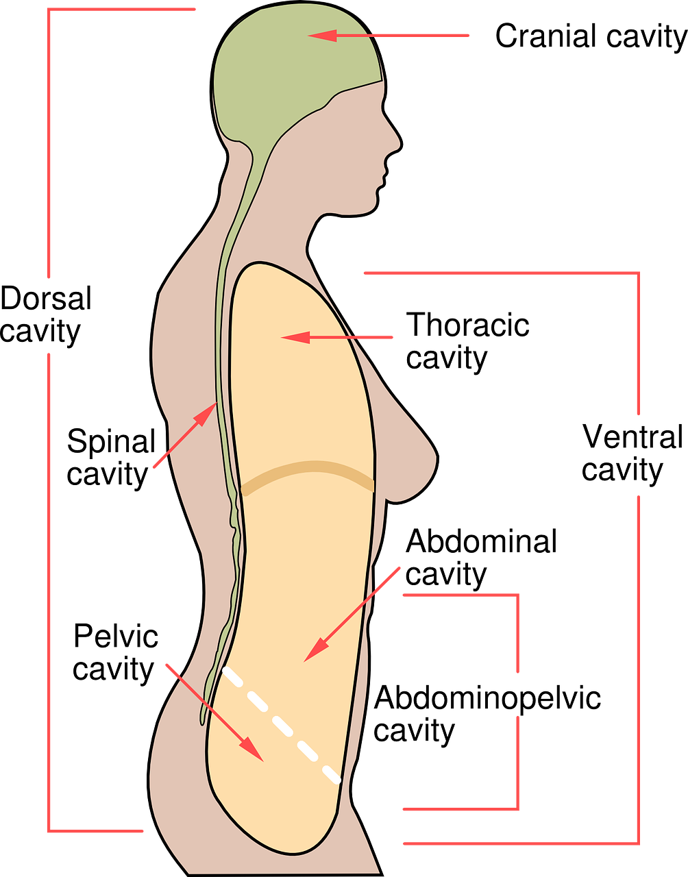Human Body Cavities Diagram PNG