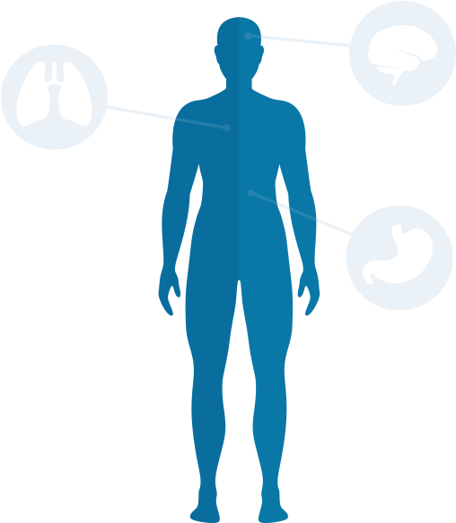 Human Body Organs Highlighted PNG