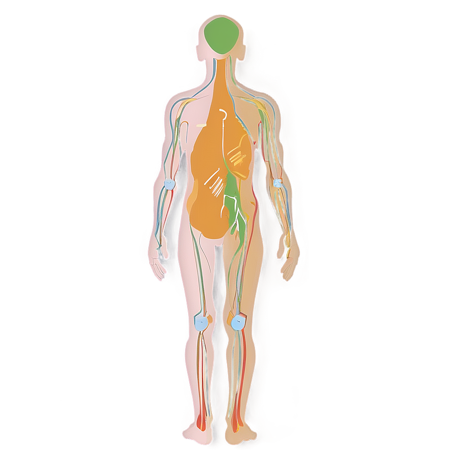 Download Human Body Outline Png 59 